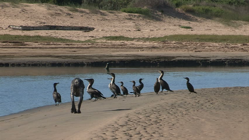 Pointer chases flock of cormorants