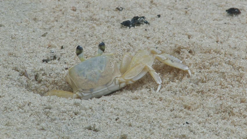 Crab slowly ventures out