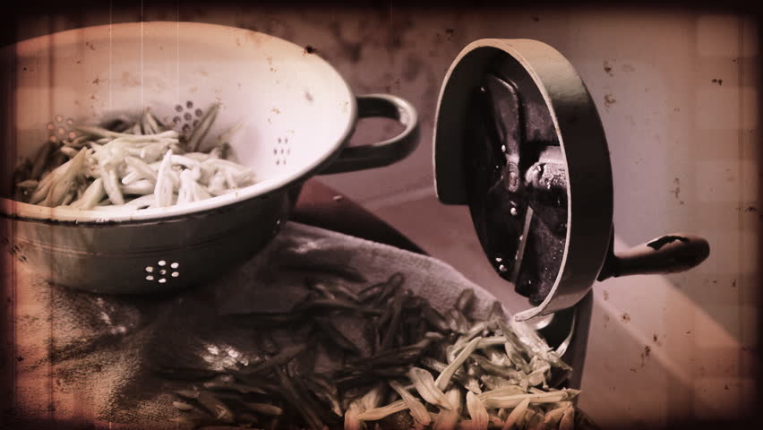 Clip of an old Dutch bean mill slicing beans. The clip has an old damaged sepia