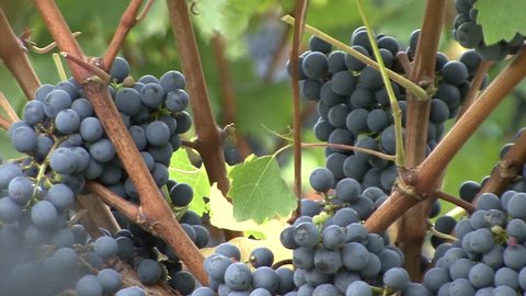 Vineyard grapes branches second plan focus of Cabernet Sauvignon