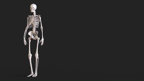 Animated 3d Anatomy Skeleton 3d Stockvideos Filmmaterial 100 Lizenzfrei Shutterstock