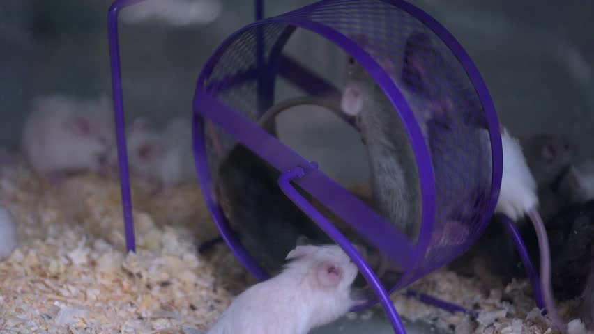 Close up of many mice running on one wheel