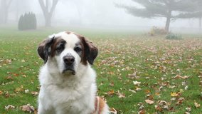 Saint Bernard dog outside in foggy yard, video