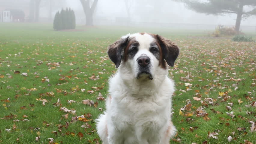 Saint Bernard dog outside in fog, video