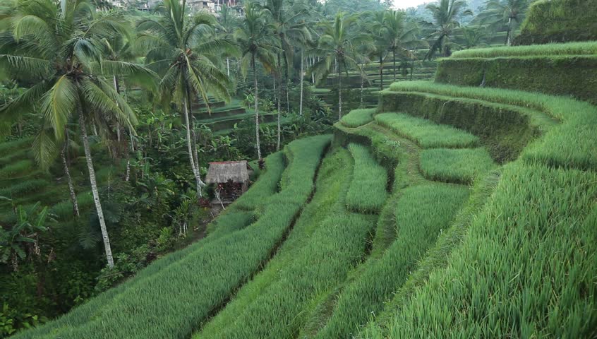 Rice terrace in mountains in Bali, Indonesia.