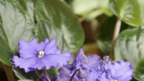 Saintpaulias African violet flower slow tilt 4K 2160p 30fps UltraHD footage - Purple Saintpaulia ionantha beautiful plant bud and leaves 3840X2160 UHD tilting video