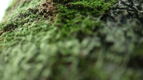 Climbing on the trunk of a tree. Extremely small depth of field. Nature closeup.