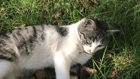 Felis catus animal playing in the grass slow motion 1920X1080 HD footage - Domestic gray and white color cat outdoor slow-mo 1080p FullHD video