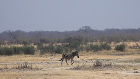 Group of Zebras in Hwange NP, Zimbabwe (4K)