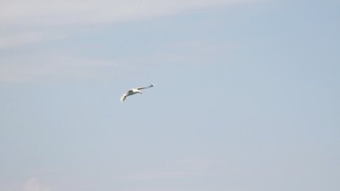 Gull in flight over the sea against mountains