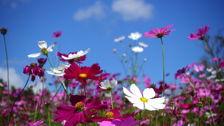 cosmos flower blue sky background Stock Footage Video (100% Royalty