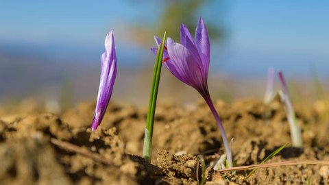 Timelapse of blooming purple saffron flowers during early morning. Crocus flower in organic Bulgarian agricultural fields on fertile soil.
