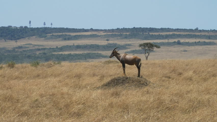 long shot of a topi antelope standing on a termite mound in masai mara game reserve, kenya