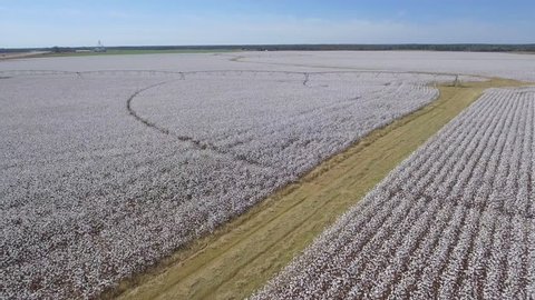 Aerial video Cotton Field farmland