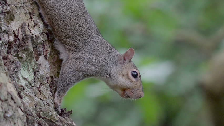 red squirrel animal standing on branch Stock Footage Video (100 