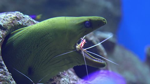 cleaner shrimp cleans mouth of moray