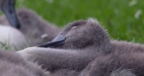 Sleepy cygnet swan chick baby preens  downy feathers and sleeps green grass

