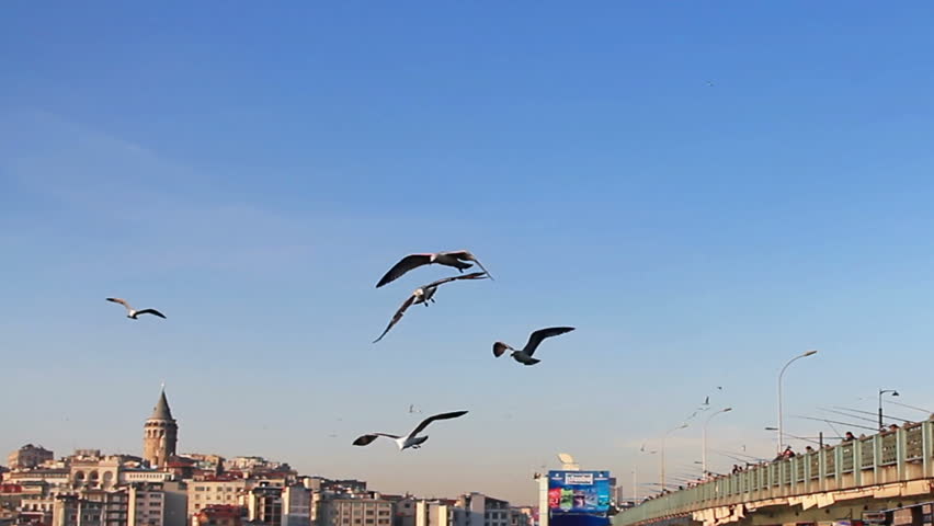 Seagulls in Istanbul
