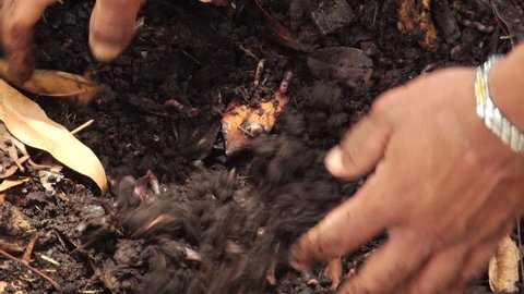 Man preparing compost earthworm,