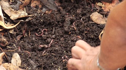 Man picking up worms in compost