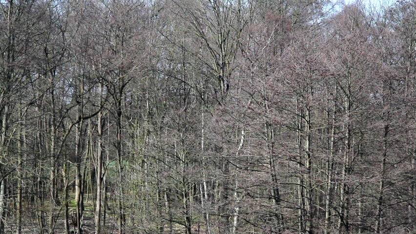 Trees without leaves move in the wind, winter forest, Germany