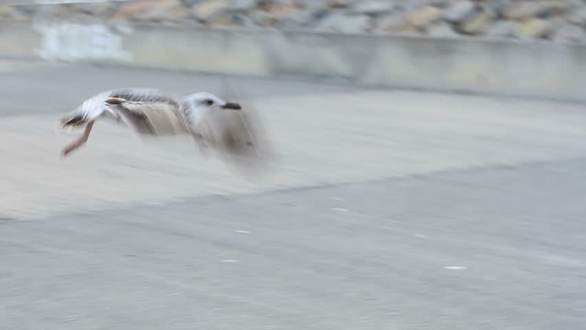 Seagull in flight; Slow motion

