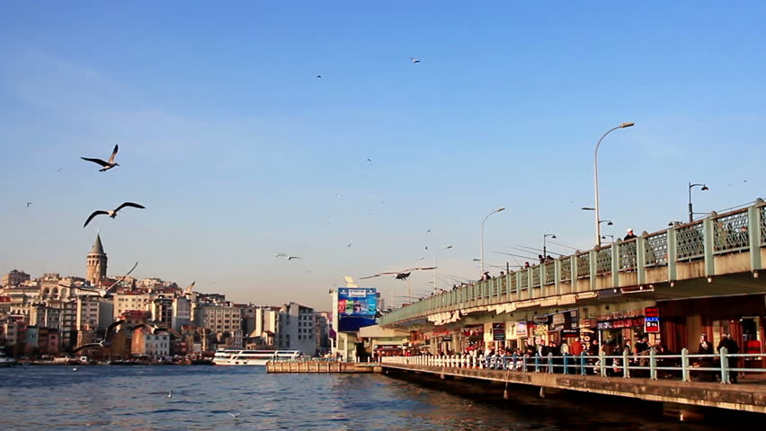 Seagulls hunting over Goldenhorn, Istanbul