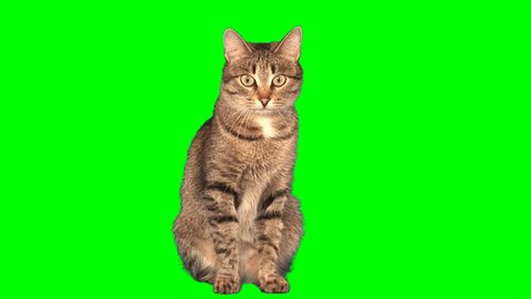 Grey stripy cat sits on green screen