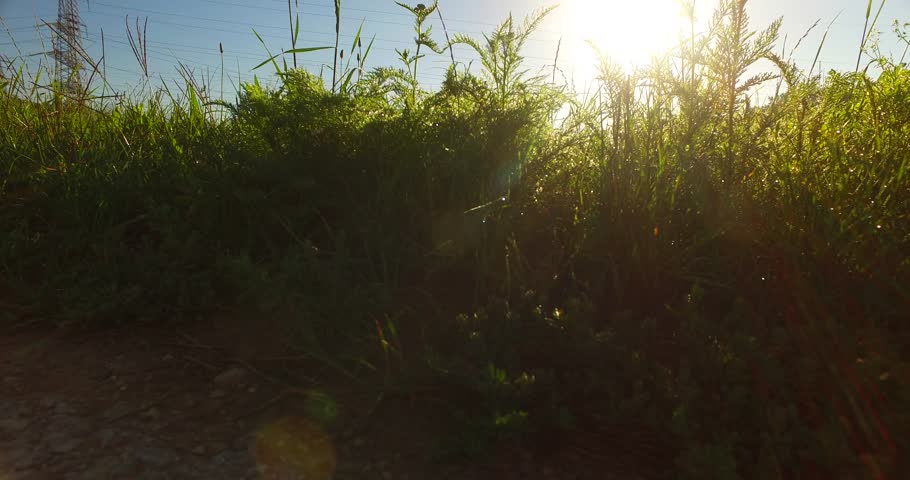 Sunny morning on the pasture in late summer with strong sun rays, golden hour. Grass close up, sun behind the grass. Bold green colors. Low angle.