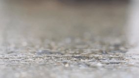 Snail on wet concrete after the rain, Beautiful background bokeh. video time-lapse