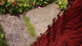 Winged Ants climbing red house 2/3 - video