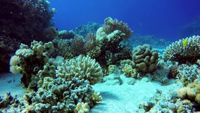 Coral reef, tropical fish. Warm ocean and clear water. Underwater world. Diving and Snorkelling. Ocean observing in vivo. Video shooting at a shallow depth. The corals and tropical fish.
