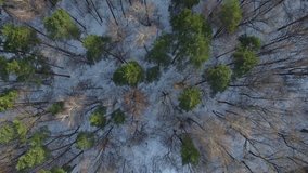 Pines and trees without leaves in the winter. Snow on the ground. Aerial drone shot over the russian forest in Moscow. 4K video. Lake under the ice and snow.