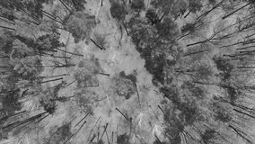 Pines and trees without leaves in the winter. Snow on the ground. Aerial drone shot over the russian forest in Moscow. 4K black and white video.