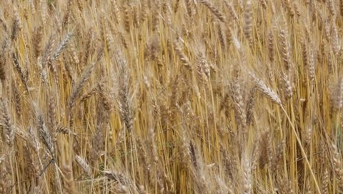 Ripe wheat sways in the wind/Ripe wheat