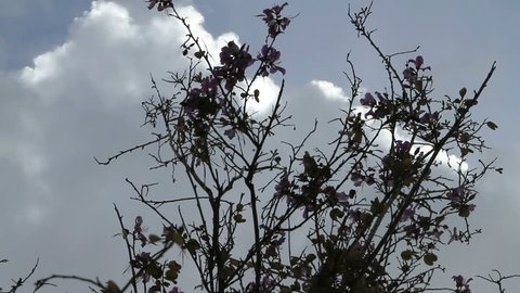 Branches with flowers on them blowing in the wind