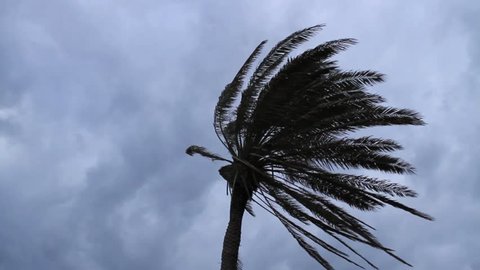 Palm tree in a cloudy day as seen from below