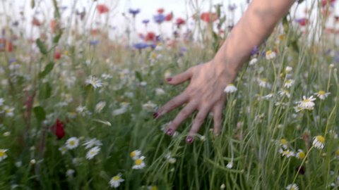 Woman's hand running through poppies field in Slow motion shot. Girl's hand touching red poppy flowers closeup. Love nature concept.