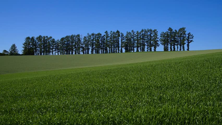 A  wheat field and row of trees