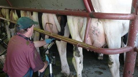 17 Great Udders Stock Video Footage - 4K and HD Video Clips | Shutterstock 17 Great Udders Stock Video Footage - 4K and HD Video Clips | Shutterstock