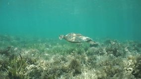 Underwater green sea turtle swims over ocean floor with seagrass and algae, south Pacific ocean, lagoon of Grand Terre island in New Caledonia