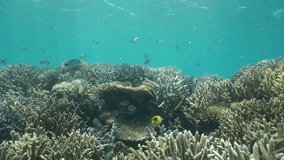 Healthy coral reef underwater in the south Pacific ocean with tropical fish, motionless scene, New Caledonia