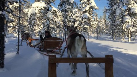 Reindeer Sleigh Ride.