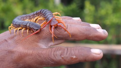 Centipede Perched on  Worker Hand