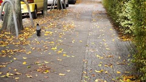 crow on sidewalk