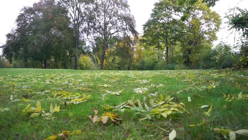 autumnal meadow - still