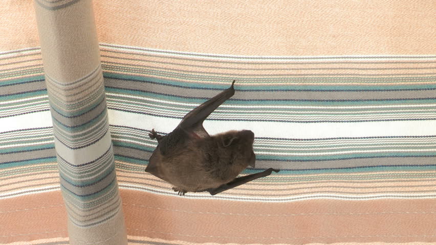 Cape Serotine Bat hanging from awning 