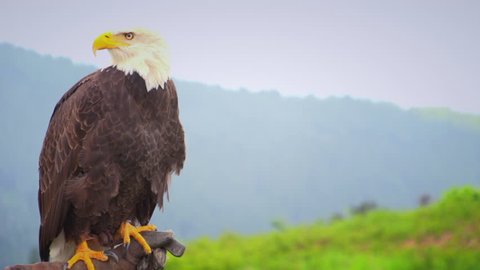 A large, white and brown bald eagle sits, perched on his handlers gloved hand, staring down the camera. Filmed on Grouse Mountain in North Vancouver, British Columbia.
