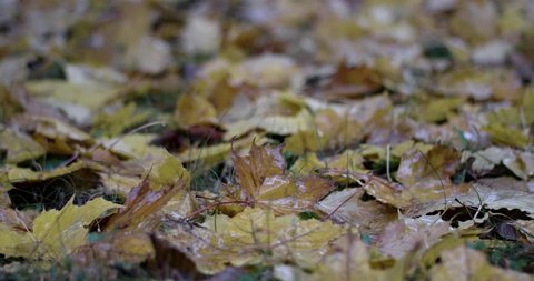 Autumn Rain. Rain Drops Falling Over Leaves Close Up.