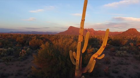Saguaro Cactus Tucson Desert
